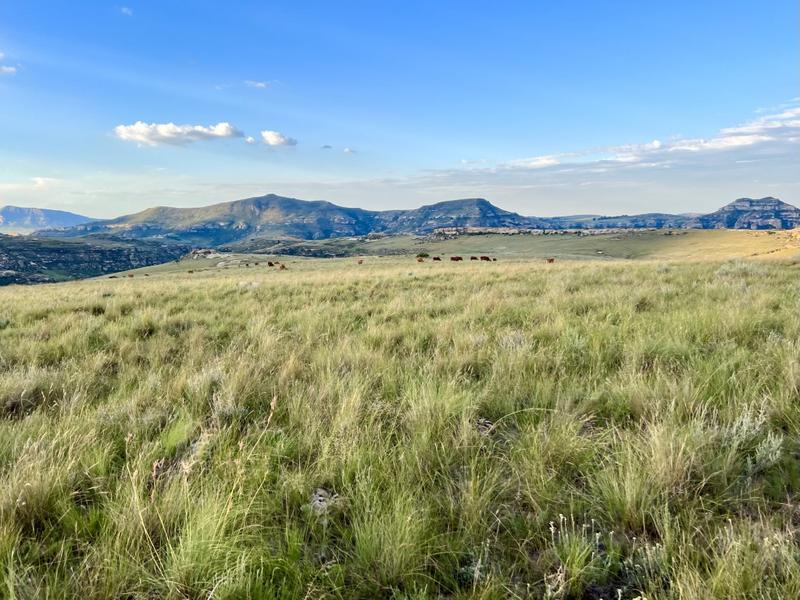 0 Bedroom Property for Sale in Fouriesburg Free State